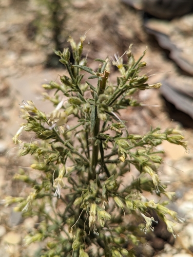 Uinta Basin gilia (Aliciella stenothyrsa)