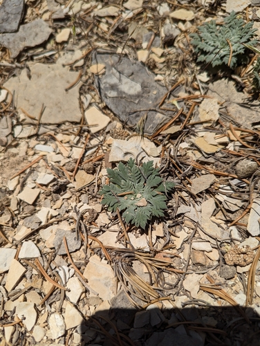 Image of Aliciella stenothyrsa by (c) My-Lan Le, some rights reserved (CC BY)