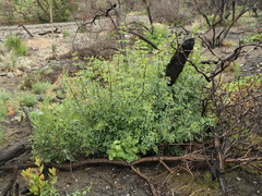 Fraxinus dipetala