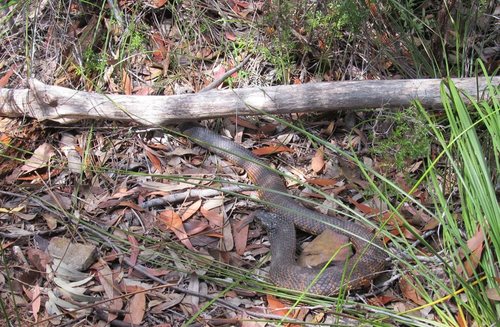 Tiger Snake sighting