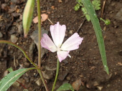 Clarkia epilobioides