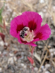 Clarkia speciosa
