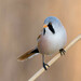 Bearded Reedling - Photo (c) Erik Eckstein, some rights reserved (CC BY-NC), uploaded by Erik Eckstein