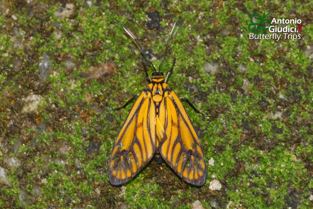Trypanophora flavalis