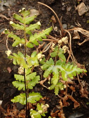 Pentagramma triangularis triangularis