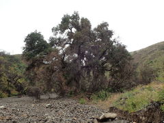 Quercus agrifolia agrifolia