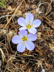 Leptosiphon liniflorus