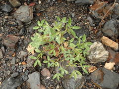 Trifolium obtusiflorum