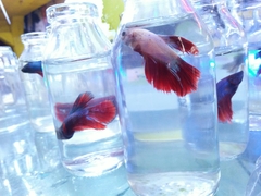 Betta