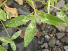 Trifolium obtusiflorum