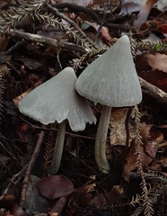 Entoloma canoconicum
