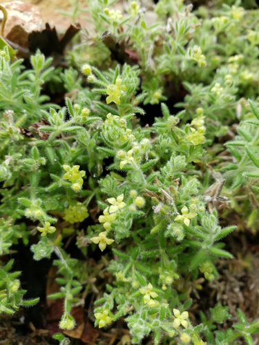 Galium clementis