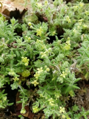 Galium californicum