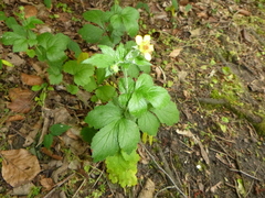 Geum urbanum