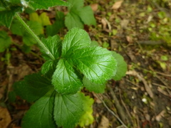 Geum urbanum