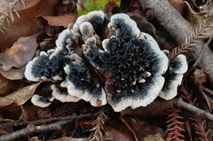 Phellodon sinclairii