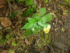 Geum urbanum