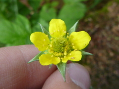 Geum urbanum