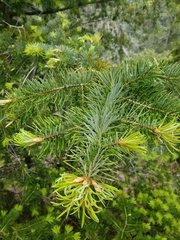 Abies bracteata