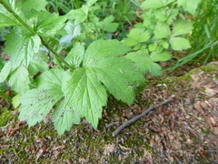 Geum urbanum