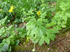 Geum urbanum