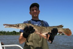 Atractosteus spatula