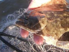 Paralichthys lethostigma