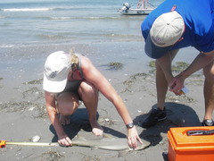 Negaprion brevirostris