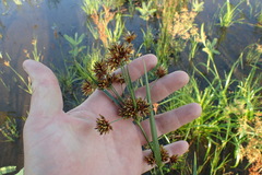 Rhynchospora indianolensis