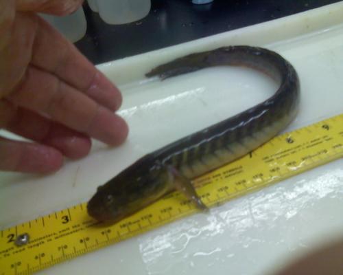 Violet goby (Gobioides broussonnetii) — Gobiidae — 3