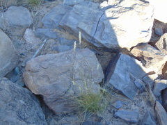 Enneapogon desvauxii