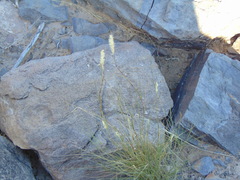 Enneapogon desvauxii