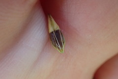 Rhynchospora indianolensis