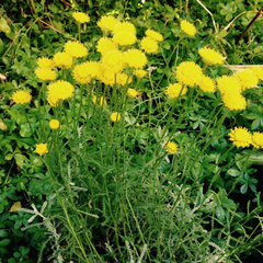 Santolina chamaecyparissus