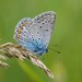 Common Blue - Photo (c) Manuel Raab, some rights reserved (CC BY-NC), uploaded by Manuel Raab