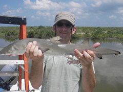 Negaprion brevirostris