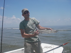 Negaprion brevirostris