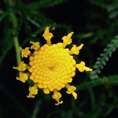 Santolina chamaecyparissus