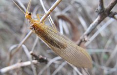Stenolysmus extraneus