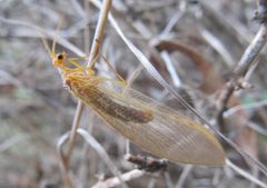 Stenolysmus extraneus