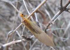 Stenolysmus extraneus