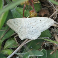Scopula incanata