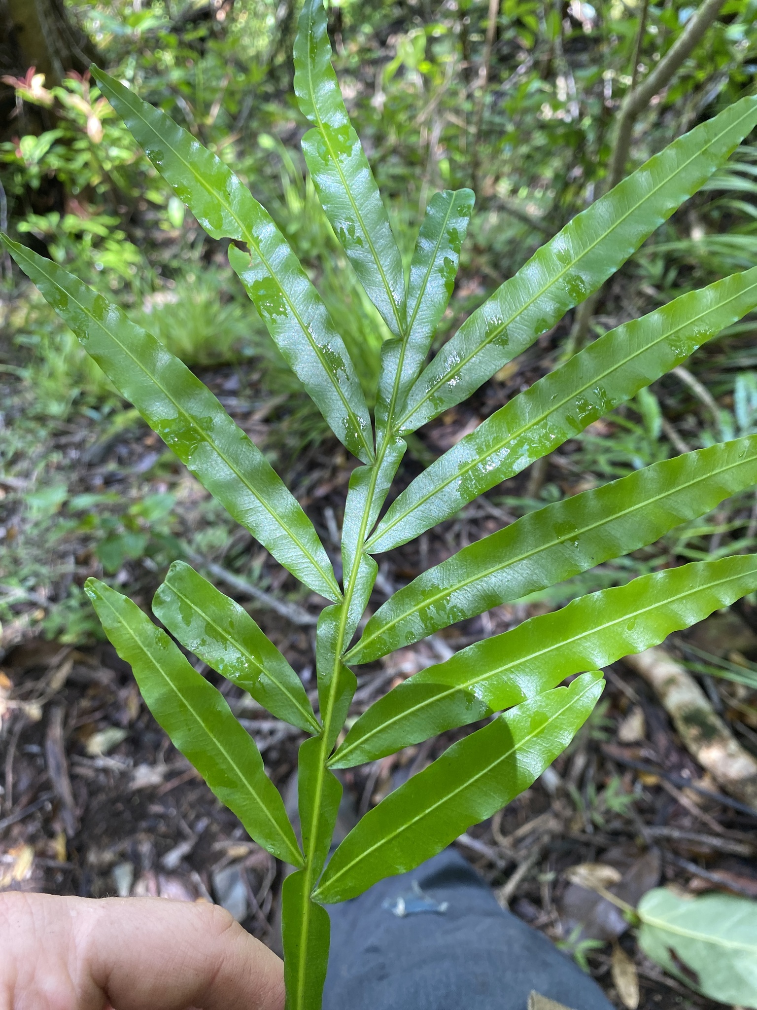 Imagem de Árvore-da-borracha