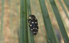 Diphucrania duodecimmaculata