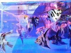 Pterophyllum scalare