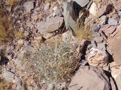 Enneapogon desvauxii