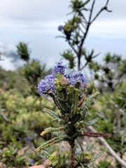 Ceanothus papillosus