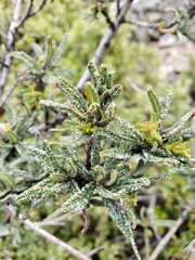 Ceanothus papillosus