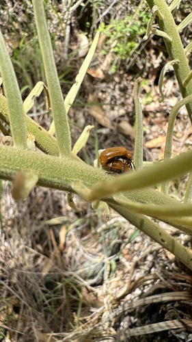 Australian Lily Beetle