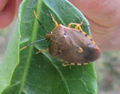Anaxarchus pardalinus